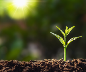 Rejuvenates-the-Mind